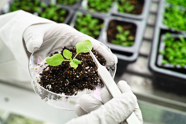 Plant Biotechnology Photo